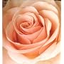 BEST FLOWER -B SIDE COLLECTION-
