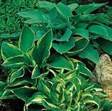 Hosta Seeds - Hosta American Crosses Mix