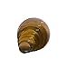 Southern Champion Tray 1620 Corrugated Greaseproof Single Wall Cake Circles, 12
