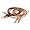 Chestnut