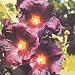 Hollyhock Black (Althea) - 50 Seeds