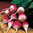 Sparkler White Tip Radish - 1200+ Seeds - PLUS PACK