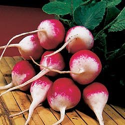 Sparkler White Tip Radish 800 Seeds - BONUS PACK!