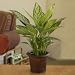 Chinese Evergreen