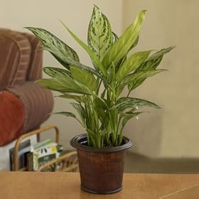 Chinese Evergreen