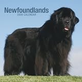 Newfoundlands 2009 Calendar