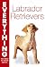 Labrador Retrievers (Everything You Need to Know About...)