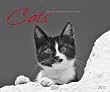 Cats 2013: PhotoArt Kalender