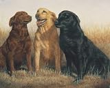 Labrador Retrievers Poster Print