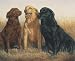   - Labrador Retrievers Poster Print
