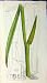 Sowerby Botanical Print 1796 Acorus Calamus Grass Plant