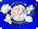 Seashells by the Seashore Soap