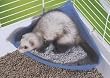 Lixit Ferret Corner Litter Pan
