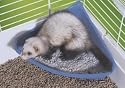 Lixit Rody Tiolet Ferret Corner Litter Pan Assorted Colors