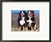 Two Bernese Mountains Dogs Framed Art Poster Print by Reinhard, 21x17