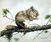 JCI -Mouse Pad - Squirrel