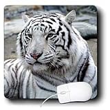 Tigers - White Tiger - Mouse Pads