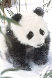 Panda (In Snow) Art Poster Print - 24" X 36"