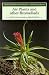 Books : Air Plants and Other Bromeliads (Wisley Handbooks)