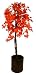 5ft Red Japanese Maple  with Natural Stem - Artificial Plant