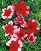 Super Parfait Raspberry Dianthus Seeds - Dianthus chinensis - .05 Grams - Approx 20 Gardening Seeds - Flower Garden Seed