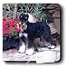 schnauzer22  - Dogs Schnauzer Schnauzer Mouse Pads