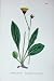 Sowerby Plants C1902 Grey-Lingulate Leaved Hawkweed