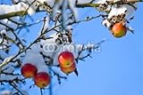 IMAGE OF Wallmonkeys Peel and Stick Wall Decals - Red Apples on Tree, First Snow and Blue Sky - 36