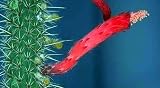 Firecracker Cactus 20 Seeds - Cleistocactus - Easy to grow