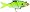 Chartreuse Shad