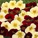 20 Seeds, Nasturtium