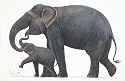'Elephant Mother and Child'