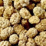Raw organic Mulberries 400g