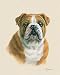 English Bulldog Decorative Art Poster Print by Judy Gibson, 8x10