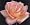 Modern Roses XI: The World Encyclopedia of Roses (Pt. 11)