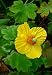 himalayan21 - Himalayan Woodland Poppy 25 Seeds Meconopsis villosa