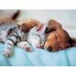 Sweet Dreams Jigsaw Puzzle 300pc