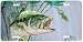 Bass and Leopard Frog - Large Mouth Bass Art Print - Magnet By Don Ray From Airstrike