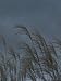 Ornamental Grasses Catch the Light Photographic Poster Print by Heather Perry, 12x16