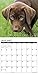 2016 Just Chocolate Lab Puppies Wall Calendar
