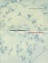 Lorine Niedecker: Collected Works