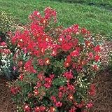 Crape Myrtle Seeds - Crape Myrtlette Little Chief Red
