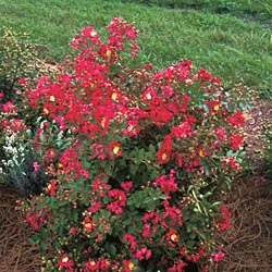Crape Myrtle Seeds - Crape Myrtlette Little Chief Red