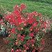Crape Myrtle Seeds - Crape Myrtlette Little Chief Red