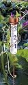 Conant Custom VRG6 Brass Grande View Rain Gauge with Spiral Stake