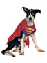 Superman Medium Pet Costume