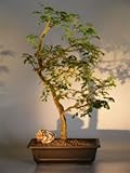 Bonsai Boy's Flowering Brazilian Raintree Bonsai Tree pithecellobium tortum