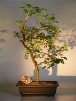 Bonsai Boy's Flowering Brazilian Raintree Bonsai Tree pithecellobium tortum
