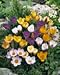 Crocus Snow Crocus Bulbs Mix X 100