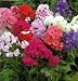 100 Mixed Colors DRUMMOND PHLOX MIX Pink, Red, & White Phlox Drummondii Flower Seeds 100 Mixed Colors DRUMMOND PHLOX MIX Pink, Red, & White Phlox Drummondii Flower Seeds